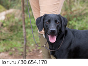 A working black labrador at heel. Стоковое фото, агентство Ingram Publishing / Фотобанк Лори