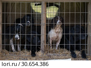 Working gundogs waiting to get out of the truck. Стоковое фото, агентство Ingram Publishing / Фотобанк Лори