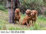 A woman with her three working gundogs; fox red labradors. Стоковое фото, агентство Ingram Publishing / Фотобанк Лори