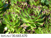 Молодило кровельное (Sempervivum tectorum L.) Стоковое фото, фотограф Ирина Борсученко / Фотобанк Лори
