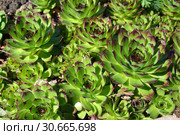 Молодило кровельное (Sempervivum tectorum L.), листовые розетки. Стоковое фото, фотограф Ирина Борсученко / Фотобанк Лори