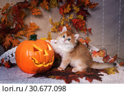 The kitten breed British shorthair, Golden Chinchilla color, is standing and resting one paw on the pumpkin on a background of autumn leaves. Halloween celebration. Стоковое фото, фотограф Ирина Кожемякина / Фотобанк Лори