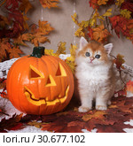 The kitten breed British shorthair, Golden Chinchilla color, sits next to an orange pumpkin on a background of autumn leaves. Halloween celebration. Стоковое фото, фотограф Ирина Кожемякина / Фотобанк Лори