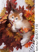 The kitten breed British shorthair, Golden Chinchilla color, is lying on a white rug and playing with autumn leaves. Стоковое фото, фотограф Ирина Кожемякина / Фотобанк Лори
