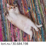 Kitten breed   British shorthair, Golden Chinchilla color lies on a multi-colored rug. Стоковое фото, фотограф Ирина Кожемякина / Фотобанк Лори