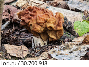 Gyromitra gigas in spring forest close-up. Стоковое фото, фотограф Наталья Волкова / Фотобанк Лори