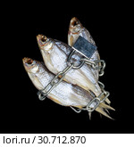 Dried river fish shackled with a metal chain with a lock isolated on a black background. Стоковое фото, фотограф Олег Белов / Фотобанк Лори