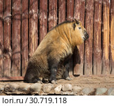 Сычуаньский такин. Sichuan-Takin. Стоковое фото, фотограф Галина Савина / Фотобанк Лори