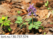 Хохлатка плотная (хохлатка Галлера, Corydalis solida, Corydalis halleri), ветреница лютичная (Anemone ranunculoides), цветущие растения. Филевский парк, город Москва (2019 год). Стоковое фото, фотограф Щеголева Ольга / Фотобанк Лори