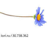 blue daisy bush flower. Стоковое фото, фотограф Tamara Kulikova / Фотобанк Лори