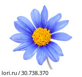 blue daisy bush flower. Стоковое фото, фотограф Tamara Kulikova / Фотобанк Лори