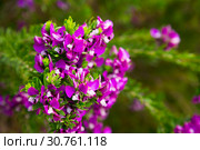 polygala myrtifolia blossom. Стоковое фото, фотограф Яков Филимонов / Фотобанк Лори