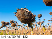 Picturesque fields of ripe sunflowers (2017 год). Стоковое фото, фотограф Яков Филимонов / Фотобанк Лори