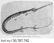 Свистулька (Fistularia tabaccaria)  - рисунок  из книги А. Брэма "Жизнь животных" 1896 г. Стоковая иллюстрация, иллюстратор Вера Смолянинова / Фотобанк Лори