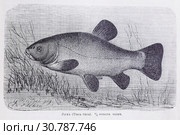 Линь (Tinca-tinca)  - рисунок  из книги А. Брэма "Жизнь животных" 1896 г. Стоковая иллюстрация, иллюстратор Вера Смолянинова / Фотобанк Лори