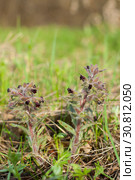 Nonea, monkswort blooming plant at wild. Стоковое фото, фотограф Короленко Елена / Фотобанк Лори