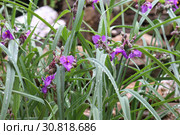 Традесканция Андерсона (лат.Tradescantia andersoniana) Стоковое фото, фотограф Марина Володько / Фотобанк Лори
