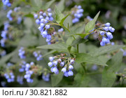 Цветение окопника кавказского (Symphytum caucasicum M. Bieb. ) Стоковое фото, фотограф Ирина Борсученко / Фотобанк Лори