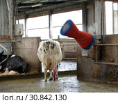 Щетка-чесалка для коров в помещении молочной фермы. Стоковое фото, фотограф Ирина Борсученко / Фотобанк Лори