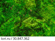 Blurred green background - mineral uvarovite. Стоковое фото, фотограф Евгений Харитонов / Фотобанк Лори