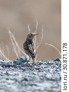 Anthus cervinus. Самка краснозобого конька весенним днем на Ямале. Стоковое фото, фотограф Григорий Писоцкий / Фотобанк Лори
