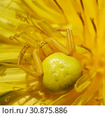 Yellow flower spider sitting on a blossoming dandelion. Стоковое фото, фотограф Георгий Дзюра / Фотобанк Лори