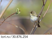 Пеночка-весничка (Phylloscopus trochilus). Птичка рассматривает цветок ивы, Ямало-Ненецкий автономный округ. Стоковое фото, фотограф Григорий Писоцкий / Фотобанк Лори
