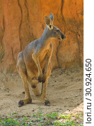 Сидящий большой рыжий кенгуру (Macropus Rufus) крупным планом. Стоковое фото, фотограф Виктор Карасев / Фотобанк Лори