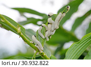 Личинки пилильщика купенового (лат. Phymatocera aterrima) поедают зеленый лист Купены многоцветковой. Стоковое фото, фотограф Елена Коромыслова / Фотобанк Лори