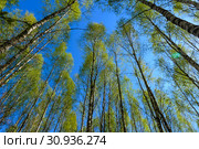 Green kroner of several birches with gray trunks. Стоковое фото, фотограф Алексей Дмецов / Фотобанк Лори