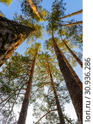 Green kroner of several pines with trunks. Стоковое фото, фотограф Алексей Дмецов / Фотобанк Лори