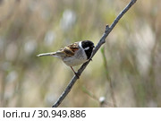 Emberiza schoeniclus. Самец камышовой овсянки. Стоковое фото, фотограф Григорий Писоцкий / Фотобанк Лори
