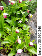 Flower of wild orchid Venerin slipper (Cypripedium macranthon) lady's slipper. Стоковое фото, фотограф Евгений Ткачёв / Фотобанк Лори