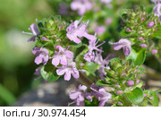Тимьян ползучий (лат.Thymus serpyllum) крупным планом. Стоковое фото, фотограф Елена Коромыслова / Фотобанк Лори