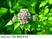 Россия, Владивосток, флора острова Шкота. Валериана очерёднолистная, (Valeriana alternifolia) (2019 год). Стоковое фото, фотограф Овчинникова Ирина / Фотобанк Лори