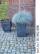Овсяница голубая (сизая) (Festuca cinerea) растет в декоративном вазоне. Стоковое фото, фотограф Ирина Борсученко / Фотобанк Лори