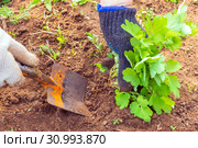 Female hands in gloves uproot with a spatula weed in the garden. Стоковое фото, фотограф Акиньшин Владимир / Фотобанк Лори