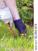 Female hands in gloves uproot with a spatula weed in the garden. Стоковое фото, фотограф Акиньшин Владимир / Фотобанк Лори