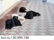 Спящие бездомные собаки в городе Ногинск (2019 год). Стоковое фото, фотограф Кузин Алексей / Фотобанк Лори