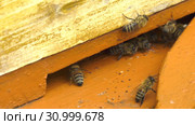 Горная пасека. Леток в улье. Часть 1. Mountain apiary. Notches in the hive. Part 2. Стоковое видео, видеограф Евгений Романов / Фотобанк Лори