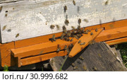 Горная пасека. Леток в улье. Mountain apiary. Notches in the hive. Стоковое видео, видеограф Евгений Романов / Фотобанк Лори