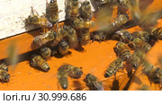 Горная пасека. Леток в улье. Mountain apiary. Notches in the hive. Стоковое видео, видеограф Евгений Романов / Фотобанк Лори