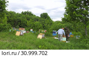 Горная пасека. Пчеловоды за работой. Mountain apiary. Beekeepers at work. Стоковое видео, видеограф Евгений Романов / Фотобанк Лори