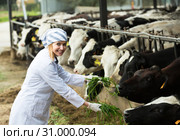 Female employee in cowhouse outdoors. Стоковое фото, фотограф Яков Филимонов / Фотобанк Лори