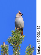 Свиристель (лат. Bombycilla garrulus) на макушке сосны, Ямало-Ненецкий автономный округ. Стоковое фото, фотограф Григорий Писоцкий / Фотобанк Лори