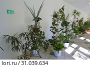 Зимний сад в фойе гимназии Winter garden in the lobby of the gymnasium. Phytodesigner Svetlana Fedorova. Стоковое фото, фотограф Светлана Федорова / Фотобанк Лори