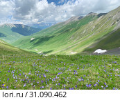Россия, Северная Осетия. Цветение колокольчика холмового (Campanula collina Sims) в Зругском ущелье. Стоковое фото, фотограф Овчинникова Ирина / Фотобанк Лори