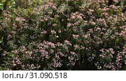 Подбел многолистный (лат. Andromeda polifolia). Цветение растения летом среди болота, Ямало-Ненецкий автономный округ. Стоковое видео, видеограф Григорий Писоцкий / Фотобанк Лори