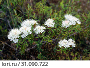Багульник болотный (Ledum palustre) Цветение растения летним солнечным днем. Ямало-Ненецкий автономный округ. Стоковое фото, фотограф Григорий Писоцкий / Фотобанк Лори