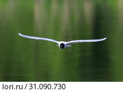 Малая чайка (Larus minutus). Птица летним вечером летает над гладью озера, Ямало-Ненецкий автономный округ. Стоковое фото, фотограф Григорий Писоцкий / Фотобанк Лори